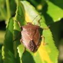 IMG_9697 Green_Green_Shield_Bug.JPG